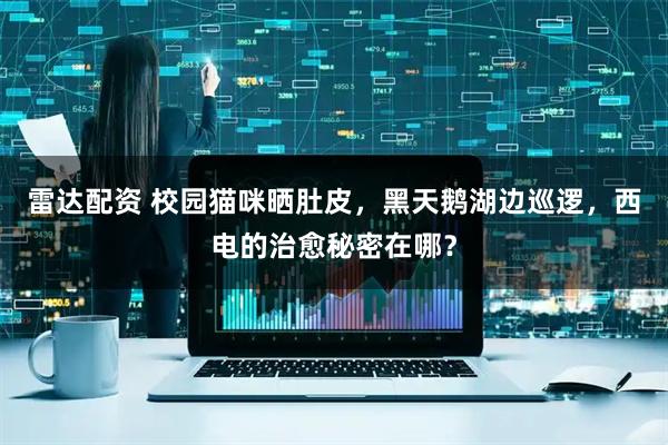 雷达配资 校园猫咪晒肚皮，黑天鹅湖边巡逻，西电的治愈秘密在哪？