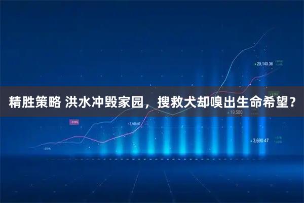 精胜策略 洪水冲毁家园，搜救犬却嗅出生命希望？